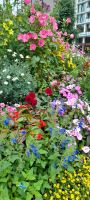 Bergen Blumenpracht