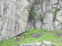 Bergziegen