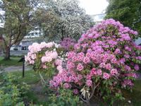 Blumen in Molde
