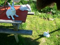 Camp der Samen