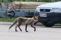 Der große Fuchs
