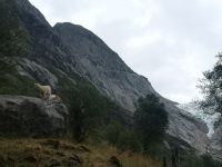 Die Ziegen von Briksdalsbreen .....
