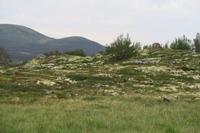 Dovre Fjell