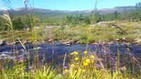 Dovrefjell