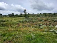 Dovrefjell