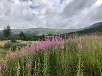 Dovrefjell