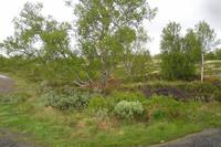 Dovrefjell
