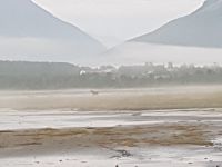 Elch am Lyngenfjord