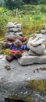 Elch in Flam
