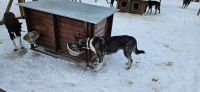 Fütterung in der Husky Farm