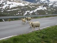 Familienausflug auf dem Sognefjell