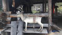 Finnisch Lappland (Bärenhöhle bei Inari)