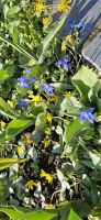 Frühling in Kristiansund
