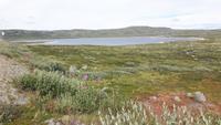 Hardangervidda