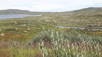 Hardangervidda