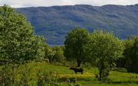Helgeland, Elch