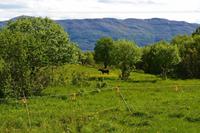 Helgeland, Elch