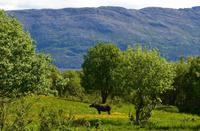Helgeland, Elch