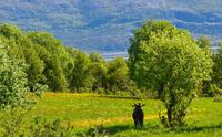 Helgeland, Elch