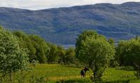 Helgeland, Elch