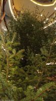 Helgelandskysten in der Provinz Nordland - In Brønnøysund wird der Weihnachtsbaum für die M/S Trollfjord geliefert