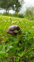 Herbstliche Stimmung im Juli