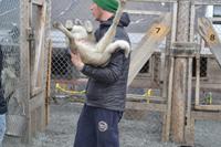 Husky Farm (10)