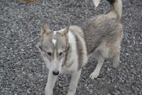 Husky Farm (11)