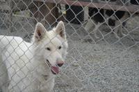 Husky Farm (12)