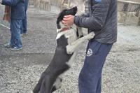 Husky Farm (4)