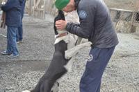 Husky Farm (5)