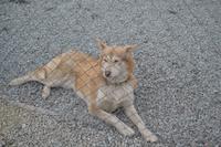 Husky Farm (8)