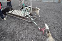 Husky Farm