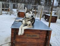 Husky Farm