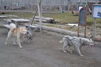 Huskyschlittenfahrt