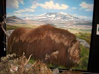 Im Dovrefjell