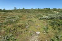 Im Fjell