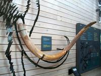 Im Gletschermuseum