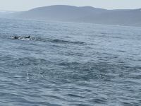 Island - Husavik - Whale watching