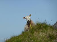 Küstenwanderung bei Eggum