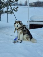 Kirkenes - norwegisch-russische Grenze (
