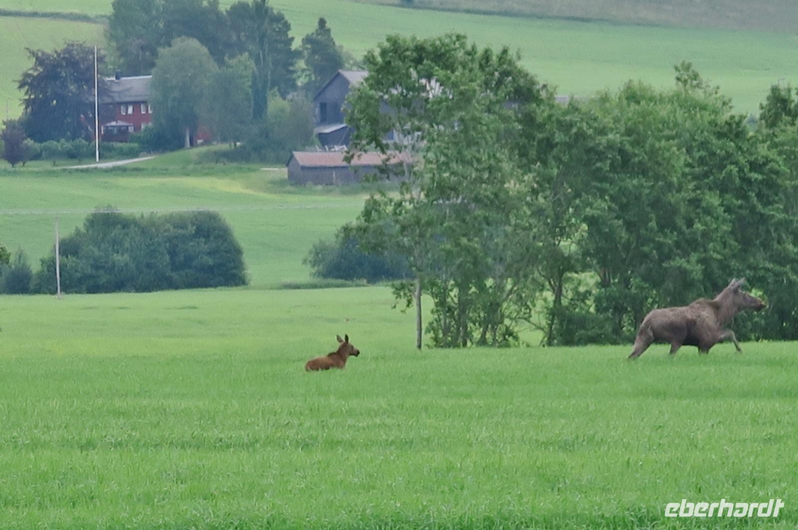 Kuh mit Kalb