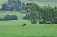 Kuh mit Kalb