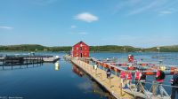 Laksfarm in Brønnoysund