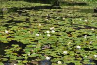 Land der Trolle-26
