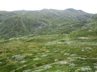 Landschaft auf dem Sognefjell