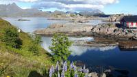 Lofoten (Mortsund)
