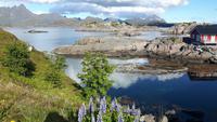 Lofoten (Mortsund)