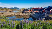 Lofoten - Mortsund - Statles Rorbusenter - Mitternachtssonne!