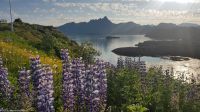 Lofoten - Mortsund - Statles Rorbusenter